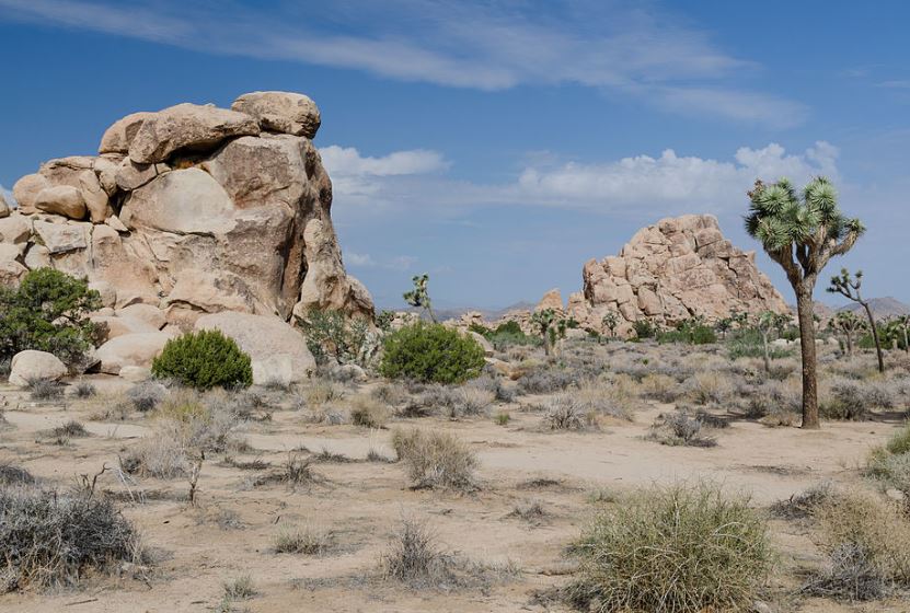 Joshua Tree