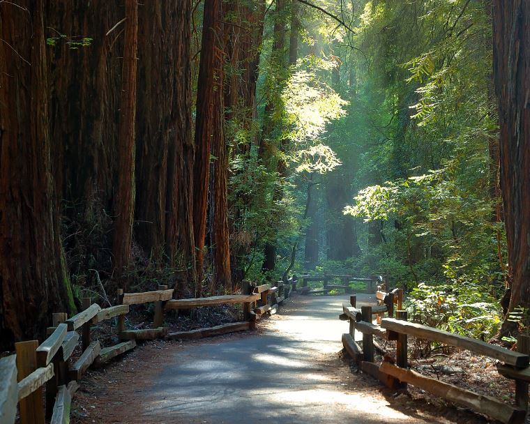 Muir Woods